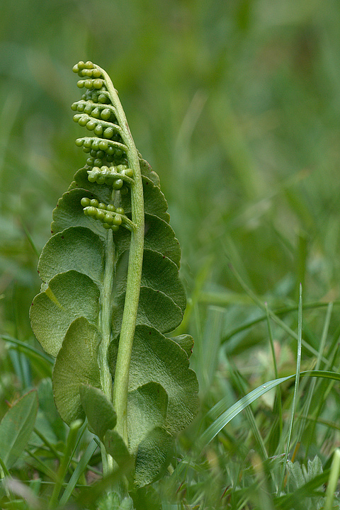 Botrychium lunaria / Botrichio